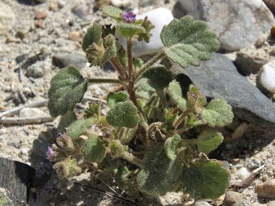 Phacelia peirsoniana, photographed by Jim Morefield