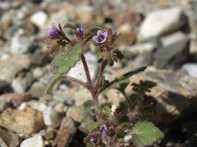 Phacelia peirsoniana, photographed by Jim Morefield