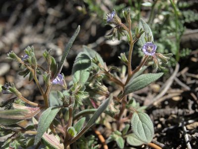 Phacelia austromontana, photographed by Jim Morefield