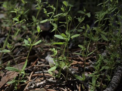 Hamogalium bifolium, photographed by Jim Morefield