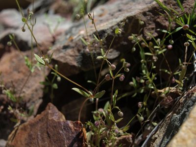 Hamogalium bifolium, photographed by Jim Morefield