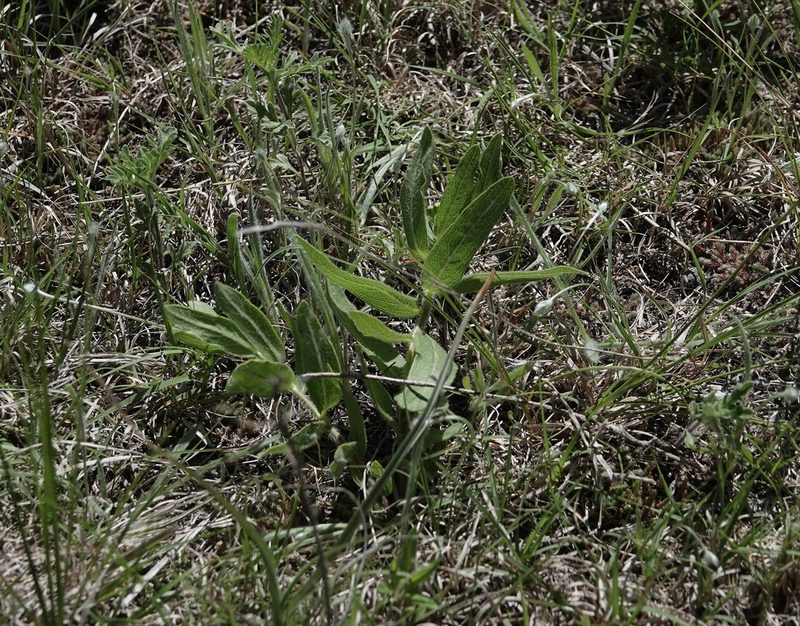 Asclepias lanuginosa, photographed by Colin Croft