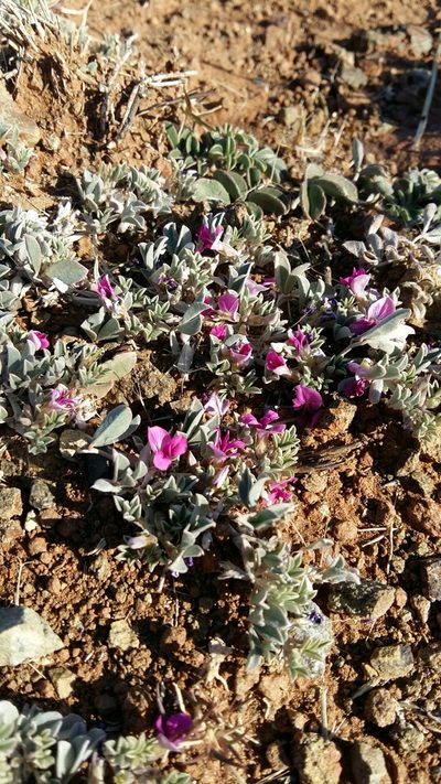 Indigastrum niveum, photographed by Karen Eichholz