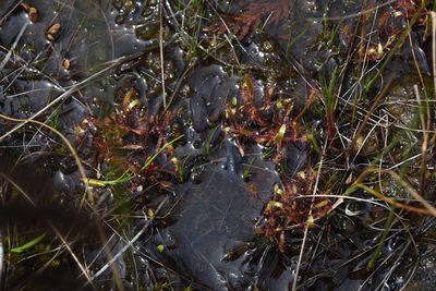 Drosera linearis, photographed by Mads Bray