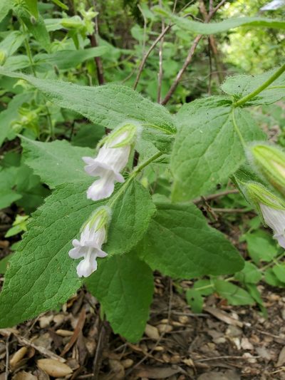 Lepechinia fragrans, photographed by Dan Horowitz