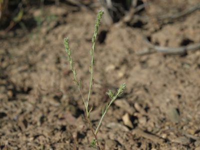 Cryptantha scoparia, photographed by Jim Morefield