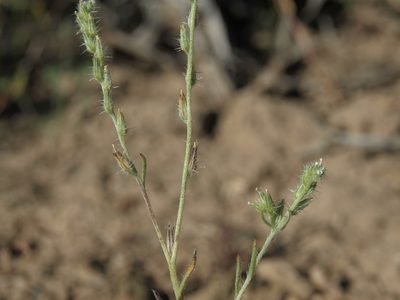 Cryptantha scoparia, photographed by Jim Morefield