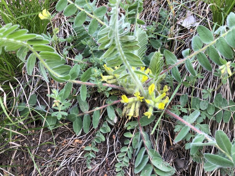 Astragalus exscapus, photographed by Jason Grant