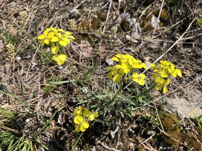 Erysimum rhaeticum, photographed by Jason Grant