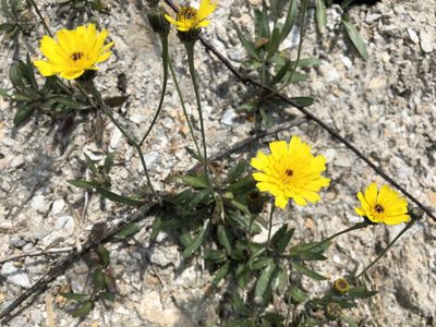 Tolpis staticifolia, photographed by Jason Grant