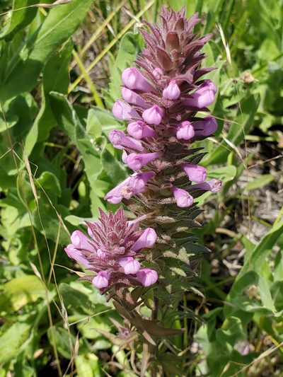 Orthocarpus bracteosus, photographed by Ellen Watrous