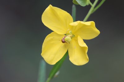 Ludwigia virgata, photographed by Lauren McLaurin