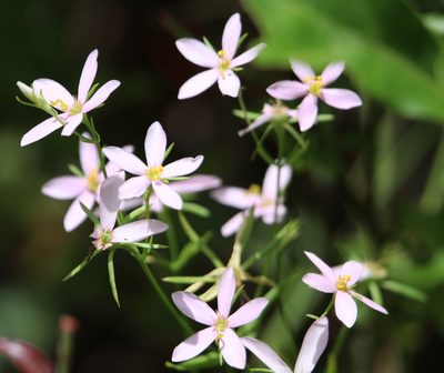 Sabatia brachiata, photographed by Lauren McLaurin