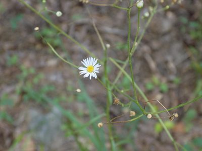 Boltonia diffusa, photographed by Blake Bringhurst