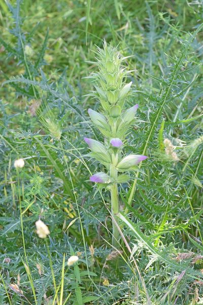 Acanthus caroli-alexandri, photographed by Kostas Zontanos