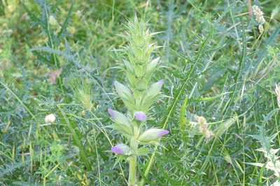 Acanthus caroli-alexandri, photographed by Kostas Zontanos