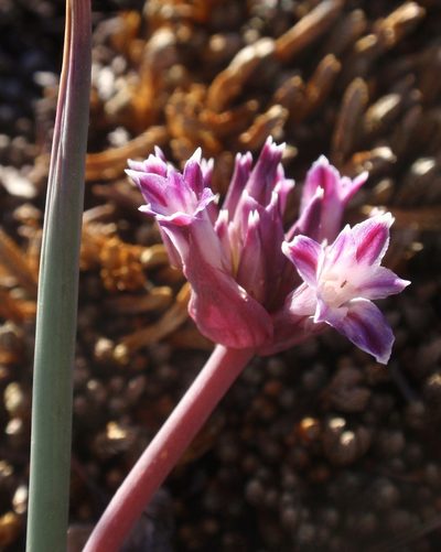 Allium abramsii, photographed by tomhilton