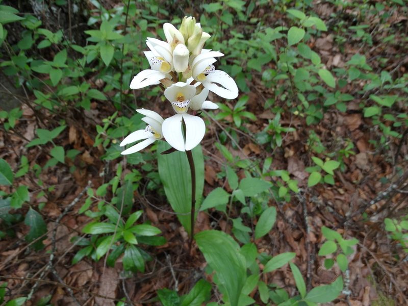Govenia capitata, photographed by Juan Rafael Rodríguez Razgado