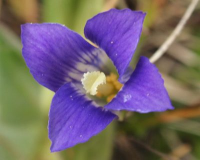 Gentianopsis holopetala, photographed by tomhilton