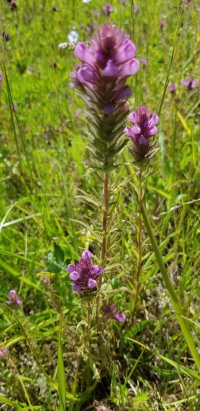 Orthocarpus bracteosus, photographed by Gail A Baker