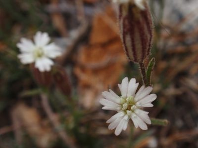 Silene sargentii, photographed by tomhilton