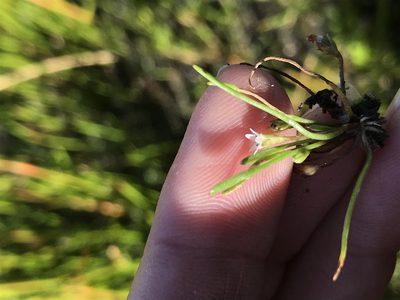 Limosella acaulis, photographed by Sula Vanderplank