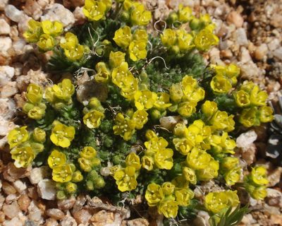 Draba densifolia, photographed by tomhilton