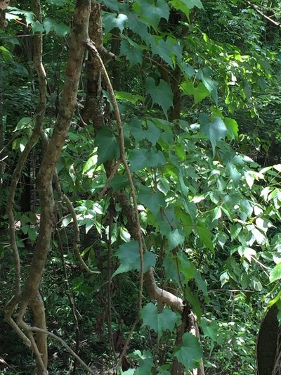 Vitis palmata, photographed by John Kees