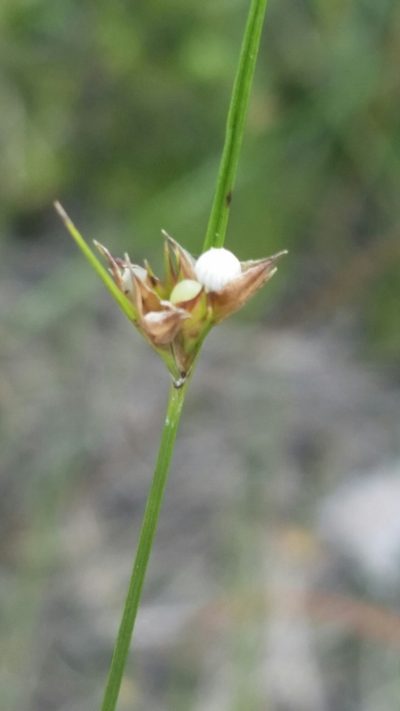 Scleria georgiana, photographed by Jay Horn