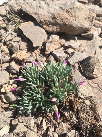 Phemeranthus brevicaulis, photographed by Cecelia Alexander