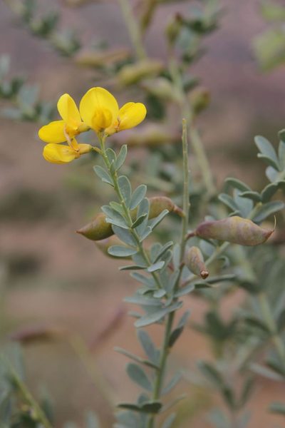 Hesperolaburnum platycarpum, photographed by Olivier Argagnon