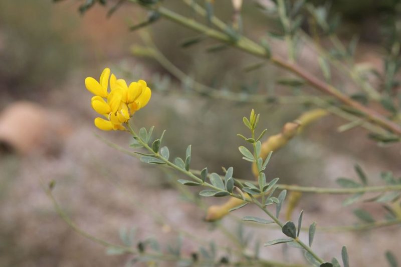 Hesperolaburnum platycarpum, photographed by Olivier Argagnon
