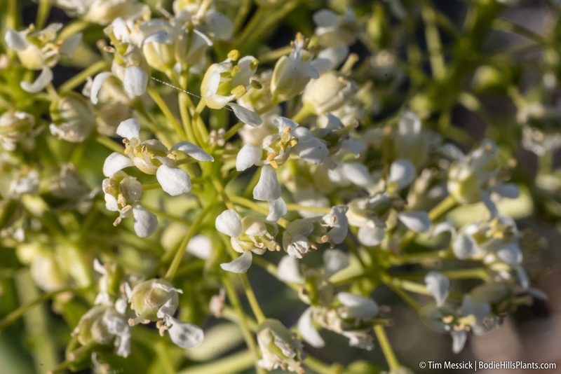 Lepidium chalepense, photographed by Tim Messick