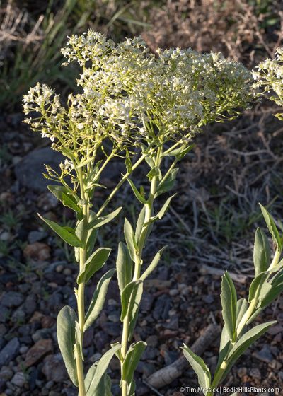 Lepidium chalepense, photographed by Tim Messick