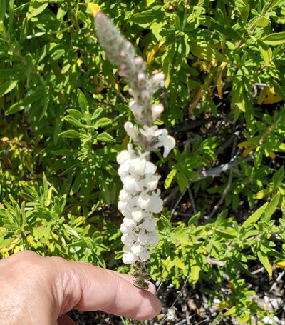 Sairocarpus coulterianus, photographed by Dan Horowitz