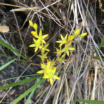 Sedum radiatum, photographed by mdettling