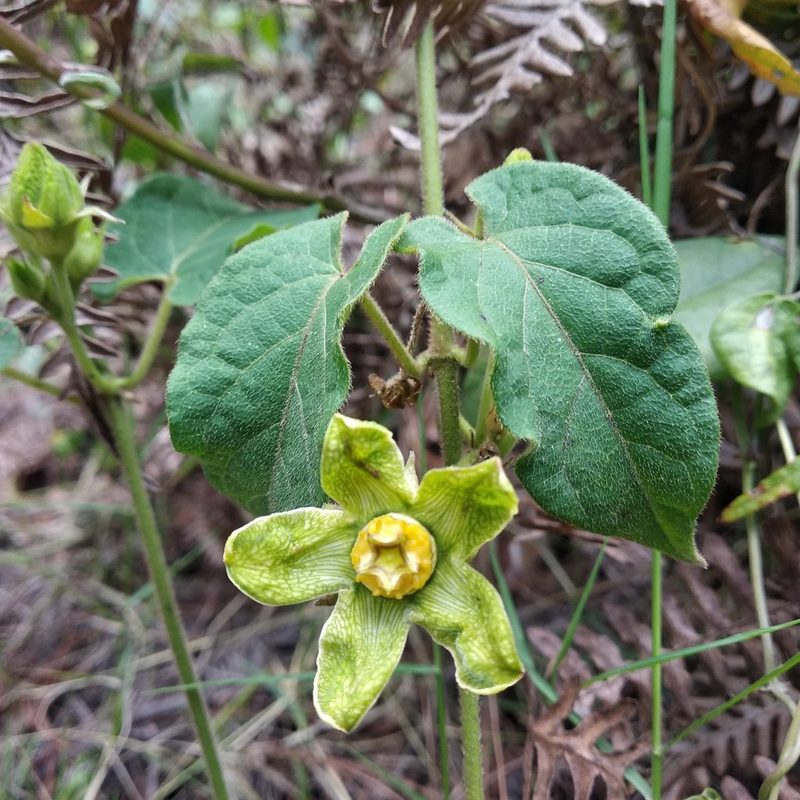 Gonolobus chloranthus, photographed by Bodo Nuñez Oberg