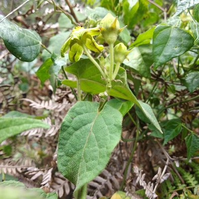 Gonolobus chloranthus, photographed by Bodo Nuñez Oberg