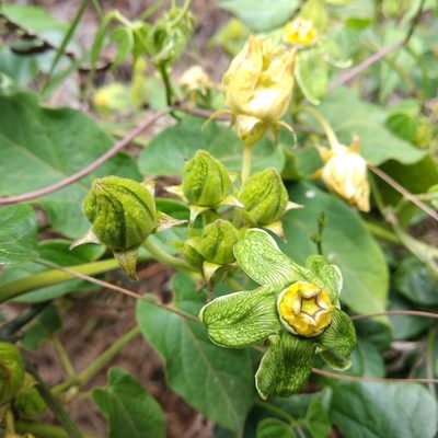 Gonolobus chloranthus, photographed by Bodo Nuñez Oberg