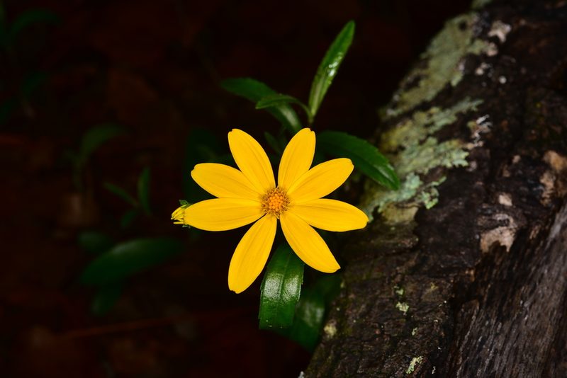 Perymenium buphthalmoides, photographed by Alan Rockefeller