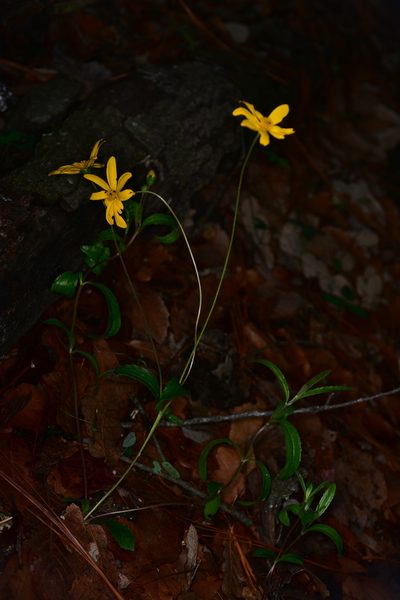 Perymenium buphthalmoides, photographed by Alan Rockefeller