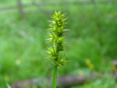 Carex laevivaginata, photographed by Reuven Martin