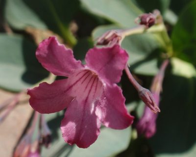 Cycladenia humilis, photographed by tomhilton