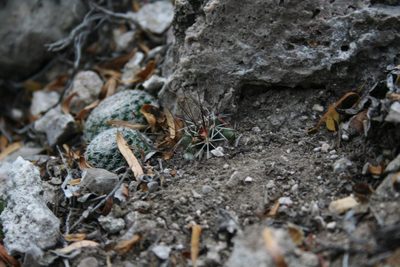 Cumarinia odorata, photographed by Pedro Nájera Quezada