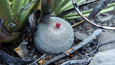 Epithelantha potosina, photographed by Pedro Nájera Quezada