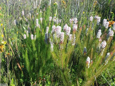 Spatalla parilis, photographed by Chris Vynbos