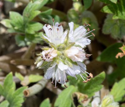 Hydrophyllum occidentale, photographed by Don Loarie