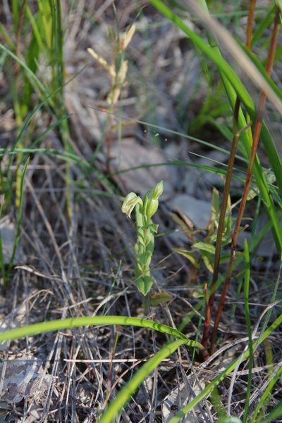 Pterostylis orbiculata, photographed by Thibaud Aronson