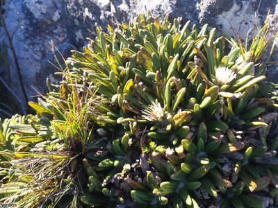 Oldenburgia paradoxa, photographed by Chris Vynbos