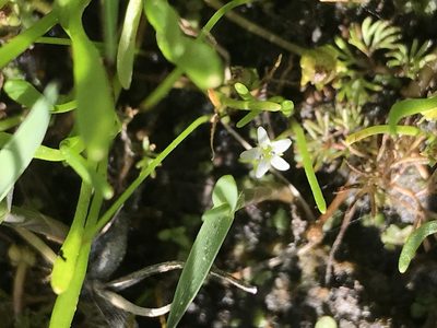 Limosella acaulis, photographed by Sula Vanderplank